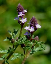 Fotografia da espécie Verbena supina