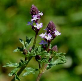 Fotografia da espécie Verbena supina