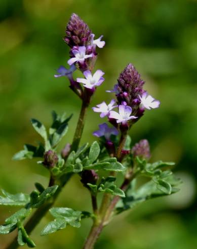 Fotografia de capa Verbena supina - do Jardim Botânico