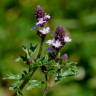 Fotografia 1 da espécie Verbena supina do Jardim Botânico UTAD