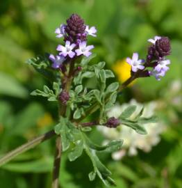 Fotografia da espécie Verbena supina