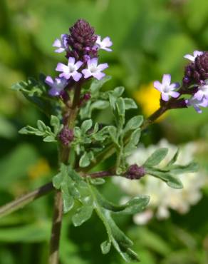 Fotografia 3 da espécie Verbena supina no Jardim Botânico UTAD