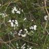 Fotografia 3 da espécie Solanum laxum do Jardim Botânico UTAD