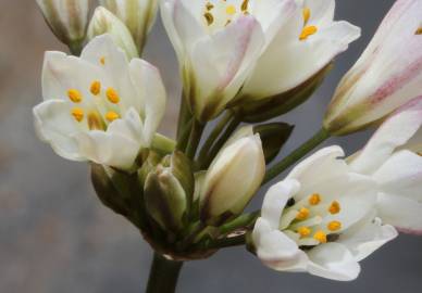 Fotografia da espécie Allium massaessylum