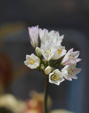 Fotografia 2 da espécie Allium massaessylum no Jardim Botânico UTAD