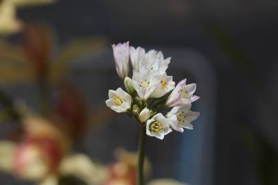 Fotografia da espécie Allium massaessylum