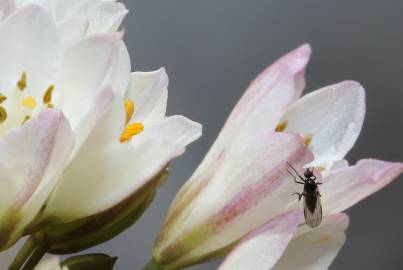 Fotografia da espécie Allium massaessylum