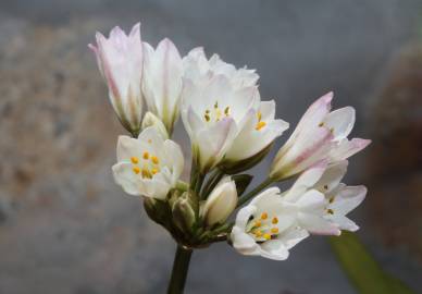 Fotografia da espécie Allium massaessylum