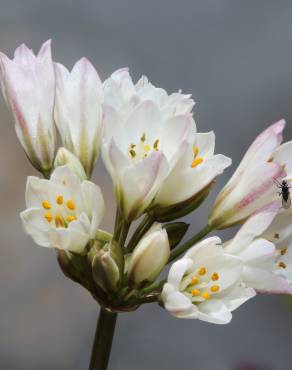 Fotografia 5 da espécie Allium massaessylum no Jardim Botânico UTAD