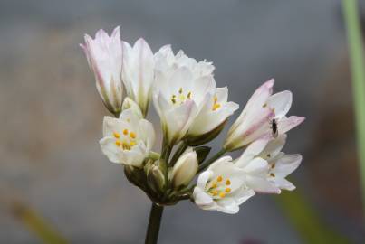 Fotografia da espécie Allium massaessylum