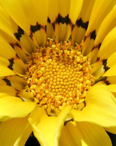 Fotografia de capa Gazania rigens - do Jardim Botânico