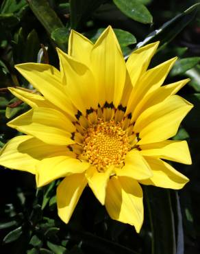 Fotografia 3 da espécie Gazania rigens no Jardim Botânico UTAD