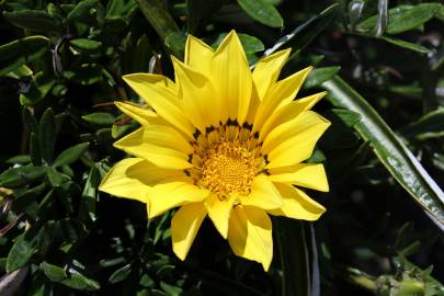 Fotografia da espécie Gazania rigens