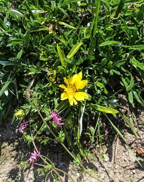 Fotografia 5 da espécie Gazania rigens no Jardim Botânico UTAD