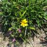 Fotografia 5 da espécie Gazania rigens do Jardim Botânico UTAD