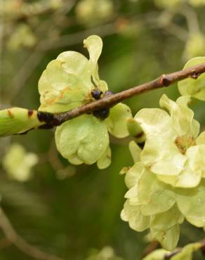 Fotografia 1 da espécie Ulmus minor no Jardim Botânico UTAD