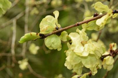 Fotografia da espécie Ulmus minor