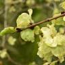 Fotografia 1 da espécie Ulmus minor do Jardim Botânico UTAD