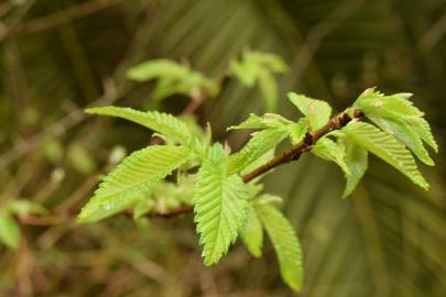 Fotografia da espécie Ulmus minor