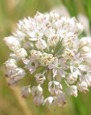 Fotografia 1 da espécie Allium schmitzii no Jardim Botânico UTAD