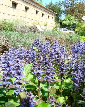 Fotografia 3 da espécie Ajuga reptans no Jardim Botânico UTAD