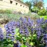 Fotografia 3 da espécie Ajuga reptans do Jardim Botânico UTAD