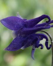 Fotografia da espécie Aquilegia vulgaris