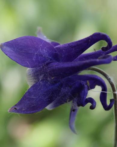 Fotografia de capa Aquilegia vulgaris subesp. dichroa - do Jardim Botânico