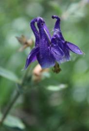 Fotografia da espécie Aquilegia vulgaris subesp. dichroa