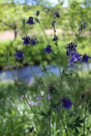 Fotografia da espécie Aquilegia vulgaris subesp. dichroa