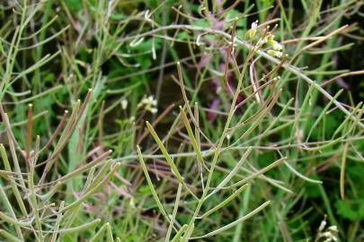 Fotografia da espécie Arabidopsis thaliana