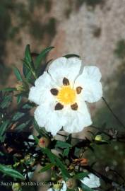 Fotografia da espécie Cistus ladanifer subesp. ladanifer