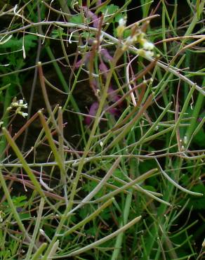 Fotografia 3 da espécie Arabidopsis thaliana no Jardim Botânico UTAD
