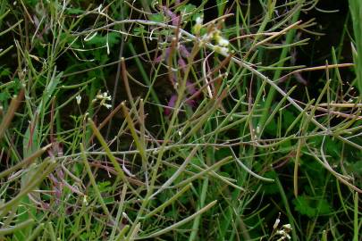 Fotografia da espécie Arabidopsis thaliana