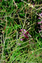 Fotografia da espécie Arabidopsis thaliana