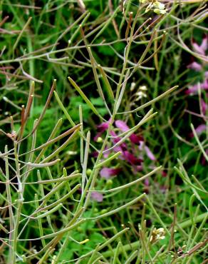 Fotografia 4 da espécie Arabidopsis thaliana no Jardim Botânico UTAD