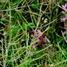 Fotografia 4 da espécie Arabidopsis thaliana do Jardim Botânico UTAD