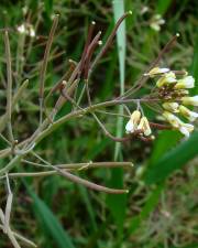 Fotografia da espécie Arabidopsis thaliana