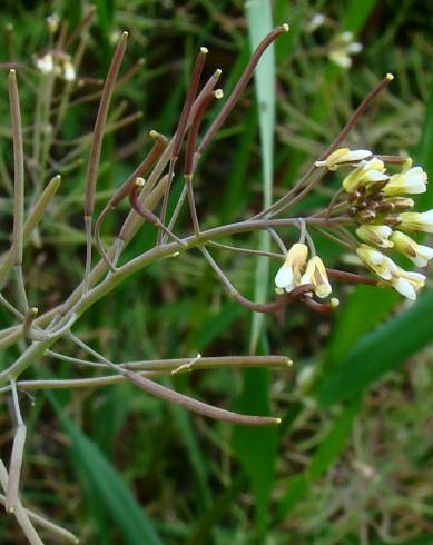 Fotografia de capa Arabidopsis thaliana - do Jardim Botânico