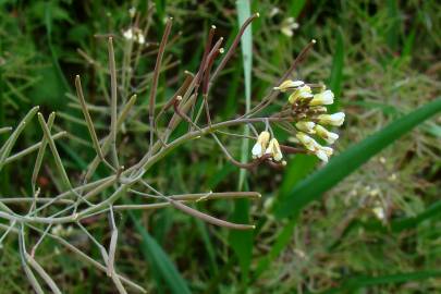 Fotografia da espécie Arabidopsis thaliana