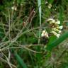 Fotografia 1 da espécie Arabidopsis thaliana do Jardim Botânico UTAD