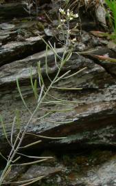 Fotografia da espécie Arabidopsis thaliana