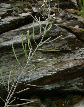 Fotografia 5 da espécie Arabidopsis thaliana no Jardim Botânico UTAD