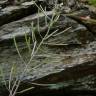 Fotografia 5 da espécie Arabidopsis thaliana do Jardim Botânico UTAD