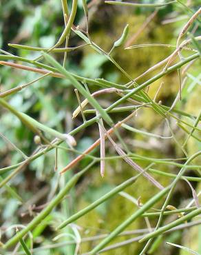 Fotografia 6 da espécie Arabidopsis thaliana no Jardim Botânico UTAD