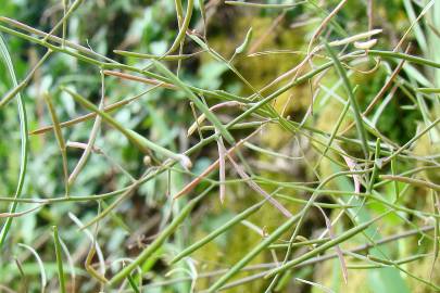 Fotografia da espécie Arabidopsis thaliana