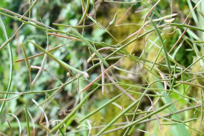 Fotografia da espécie Arabidopsis thaliana