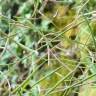 Fotografia 6 da espécie Arabidopsis thaliana do Jardim Botânico UTAD