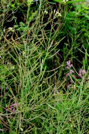 Fotografia da espécie Arabidopsis thaliana