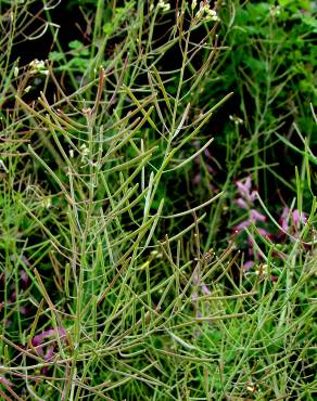 Fotografia 7 da espécie Arabidopsis thaliana no Jardim Botânico UTAD